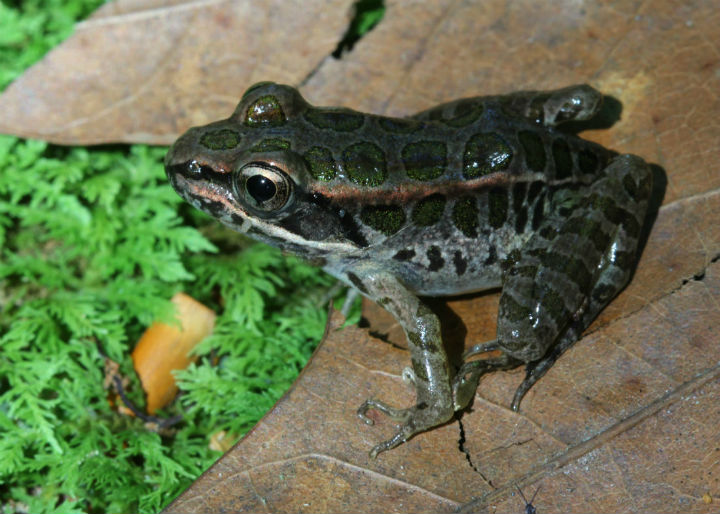 Pickerel Frog